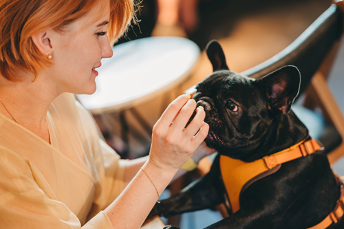 red haired woman feeding black dog in orange harness at coffee shop